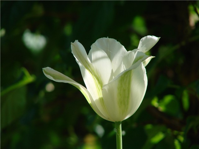 tulipan bijeli